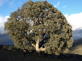 El árbol más grande de Andalucía descansa en Serón