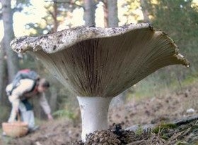 Ciclo de cortos y talleres de fotografía, novedades de la Jornadas Micológicas de Sierro