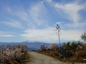 IV Ruta de Senderismo Flor de Almendro