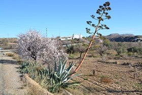 El bello paisaje del almendro en flor. Inicitativa que ha unido a asociaciones y organismos para promocionar y dar valor a este fruto y a su efímera y atractiva flor