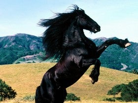 La Asociación de Caballistas del Almanzora organiza una jornada en Albanchez con rutas a caballo