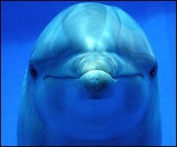 Almerienses de Pura Cepa: Delfines del Mar de Alborán