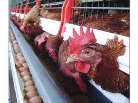 Casi un centenar de técnicos, empresarios y ganaderos avícolas participanen la jornada ‘Bases de la avicultura de puesta ecológica', mañana en Albox