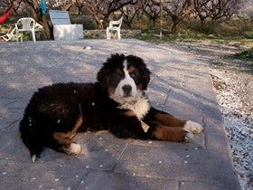 Animales domésticos, una responsabilidad más cara