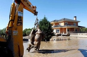 El temporal se cobra la vida de al menos 20.000 animales de granja en Almería