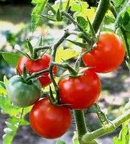 Cae la competencia para el tomate de Almería en los próximos meses