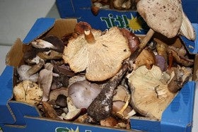 Cada persona podrá recolectar como máximo tres kilos de hongos