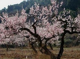 Los fotógrafos interesados en participar en la quinta edición del concurso de fotografía 'Flor del Almendro' tienen de plazo hasta el día 29 de marzo