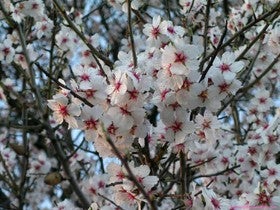 I Ruta Cicloturista Flor del Almendro