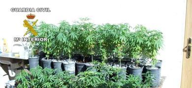 Detenida en Tíjola una pareja acusada de cultivar 65 plantas de marihuana en el patio de su casa