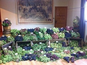 Tíjola acogía la 'VIII Muestra de Variedades históricas de Uva de mesa' en el marco de las fiestas patronales