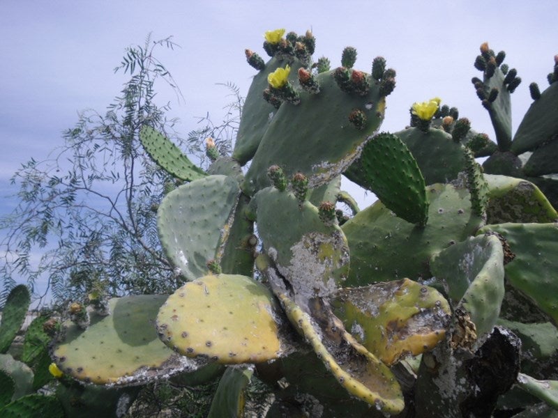 El 80% de chumberas, perdidas por la cochinilla del carmín en el Levante