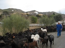 Tíjola acoge el curso de biocidas para la higiene veteri-naria