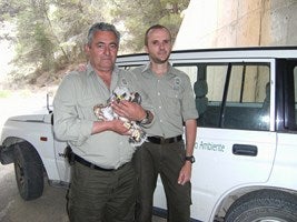 Cría de águila perdicera en término de Serón