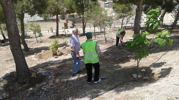 El Ayuntamiento de Albox realiza trabajos de plantación de árboles y limpieza en el entorno del mirador de la Santa Cruz