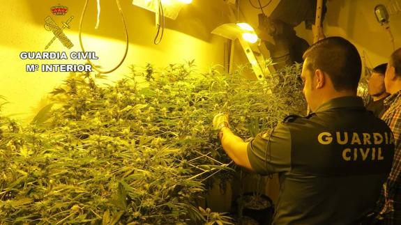 Desmantelan una banda de narcotraficantes y decomisan marihuana y 1.250 gramos de hongos 'Matamoscas'