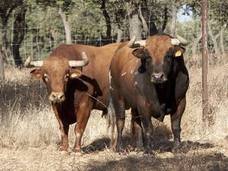 Toros bravos en la ganadería de Antonio Torres Sancho. 