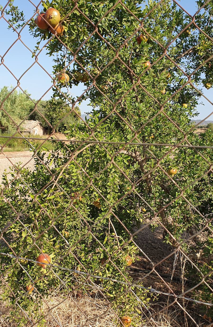 Primeras granadas en la zona de La Isla. 