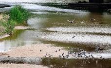 Aves rondan por la zona del río Guadalquivir, a su paso por Andújar. 