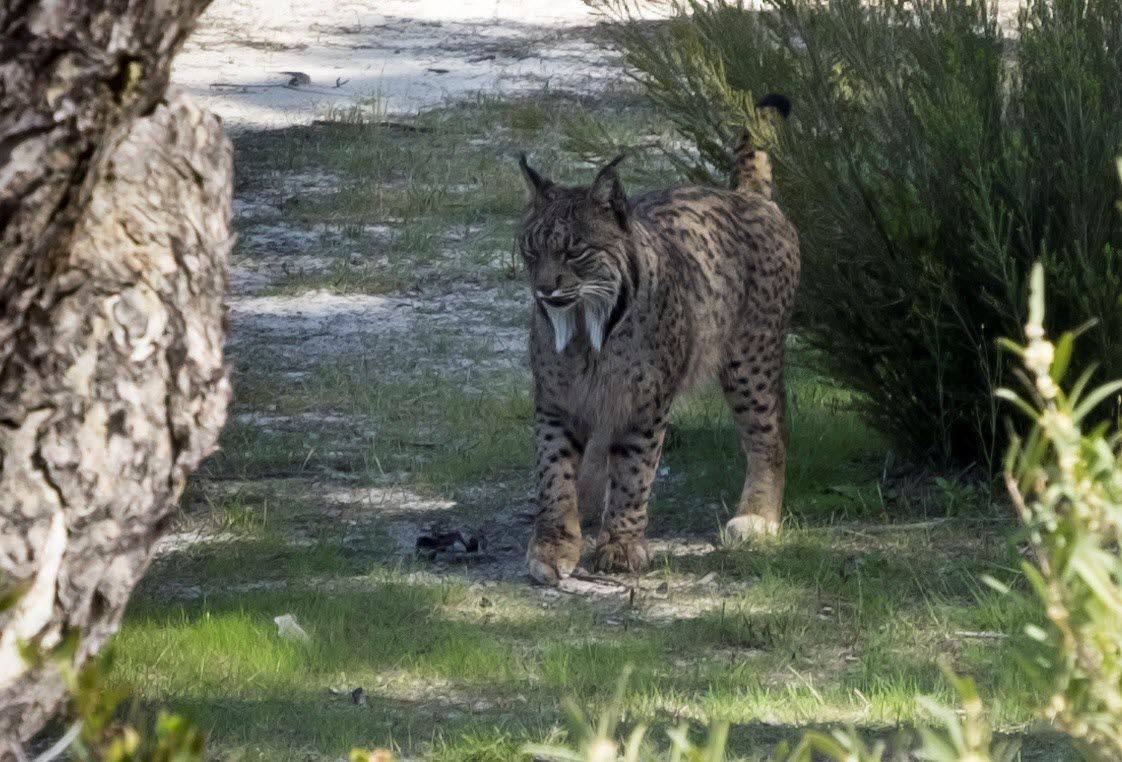 El nuevo proyecto Life planea extender el lince desde Andújar