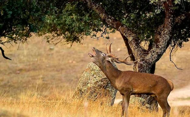 Un ciervo lanza el imponente y espectacular bramido en la sierra. VICENTE LAGUNA. 