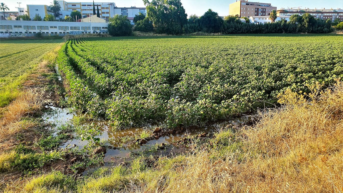 Siembra de algodón en la zona de la fachada sur, entre el Parque Europa y Santa Úrsula. 