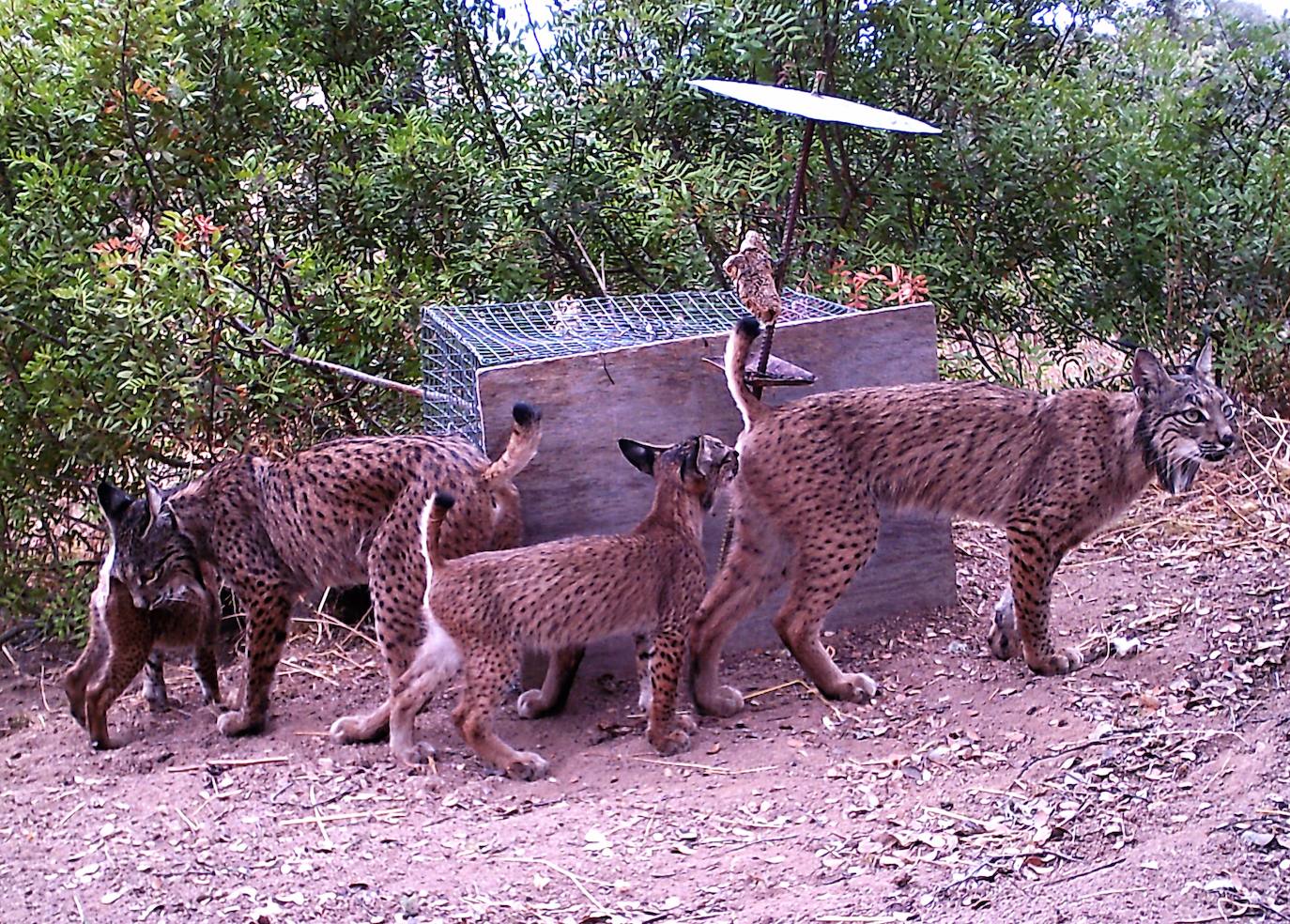 LINCES EN LUGAR NUEVO 