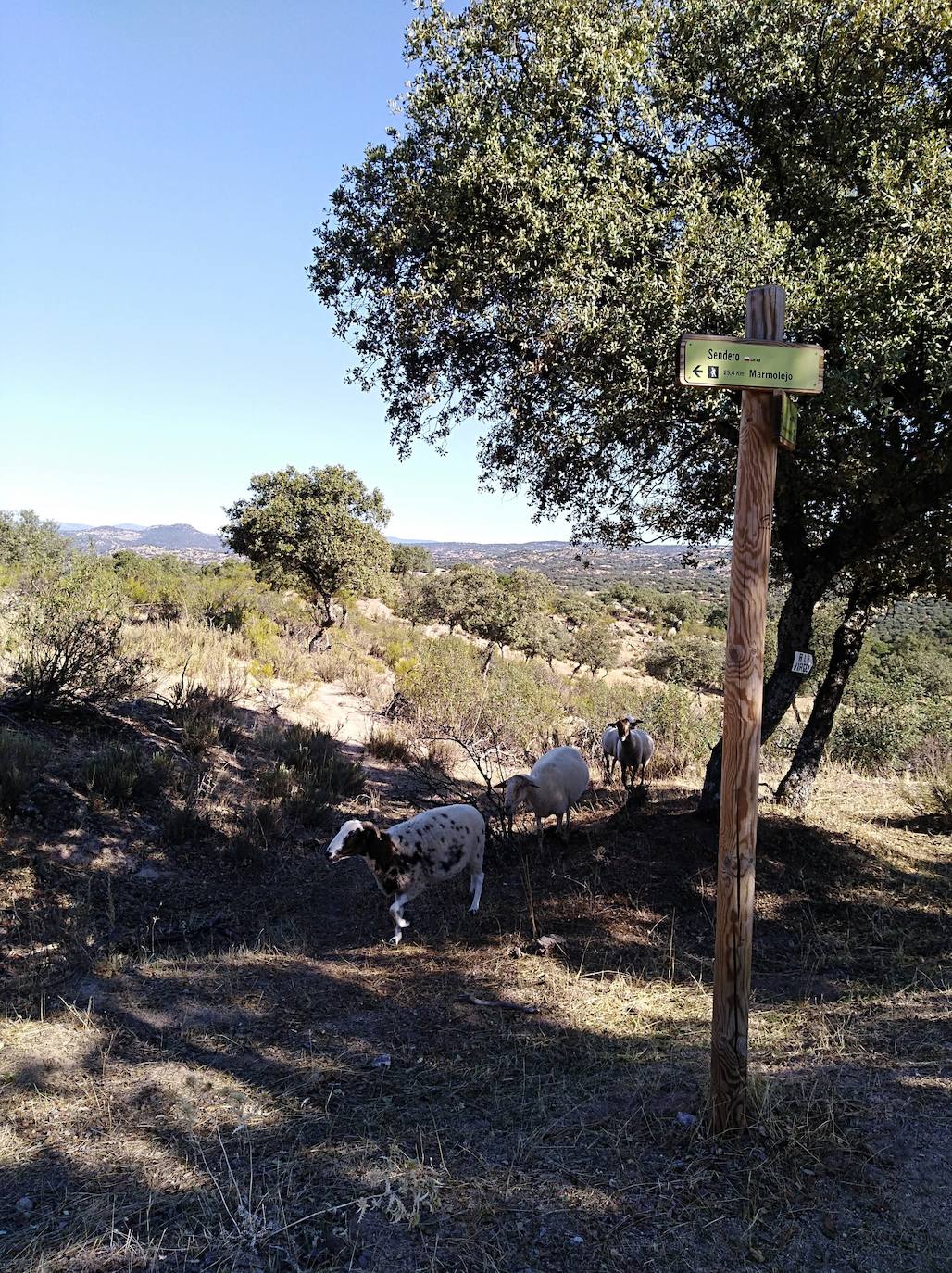 VÍA CORDEL DE MARMOLEJO. 