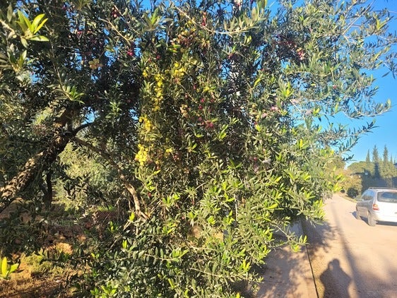 Olivares en la zona del Camino de Los Rubiales.