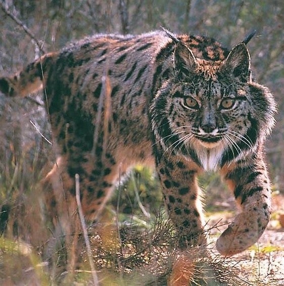 Monterías, lince ibérico gastronomía y romería, embajadores de Andújar en Fitur