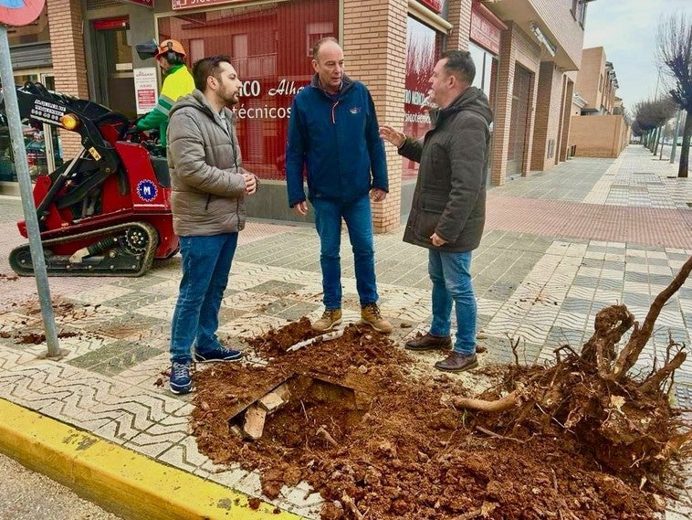 Un plan municipal rejuvenecerá el arbolado en mal estado en Andújar