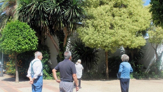 Vecinos del casco antiguo de Andújar piden la retirada el arbolado adosado a las casas