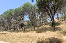 Los efectos de la procesionaria se notan cada vez con más virulencia.