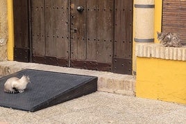 Gatos en el Palacio de los Niños de Don Gome.