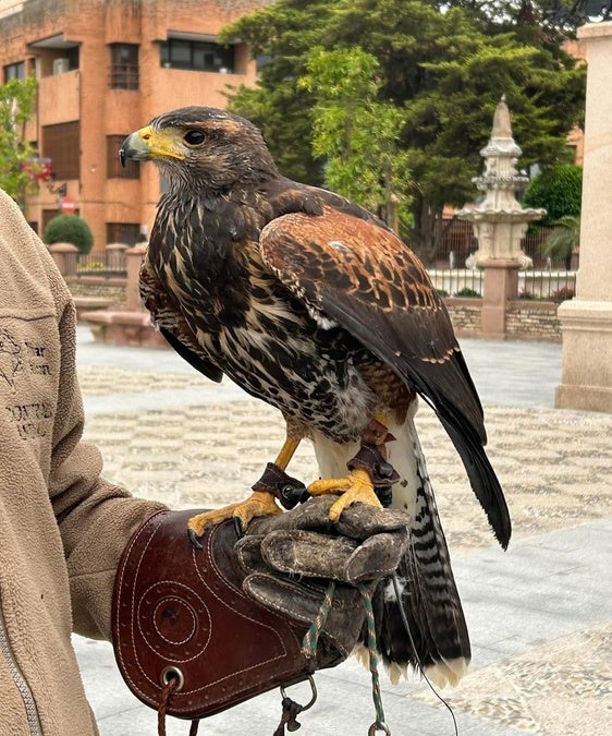 Más de 3.200 palomas capturadas en siete meses parareducir su sobrepoblación en Andújar