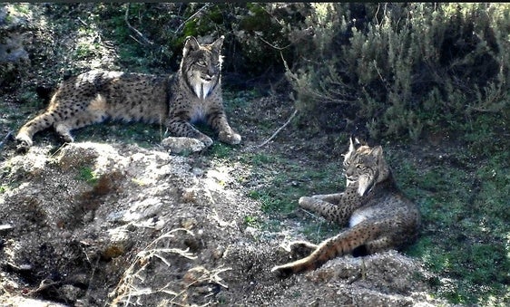 El celo del lince se constituye en un gran reclamo turístico en la serranía andujareña