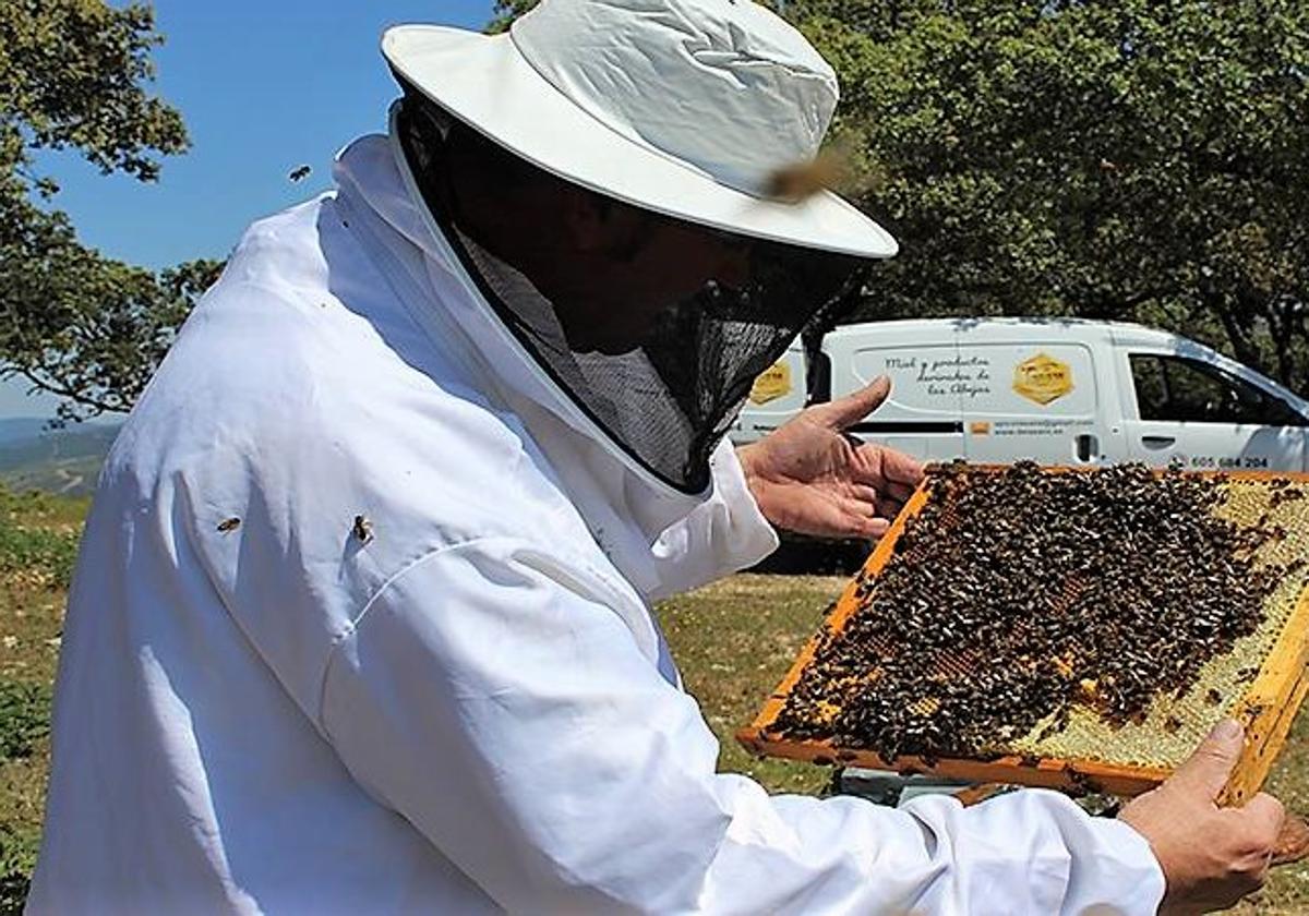 Un apicultor maneja una de las colmenas en la sierra.