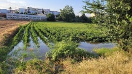CULTIVO DE ALGODÓN EN LA FACHADA SUR.