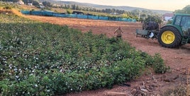 PLANTACIONES DE ALGODÓN EN ANDÚJAR.