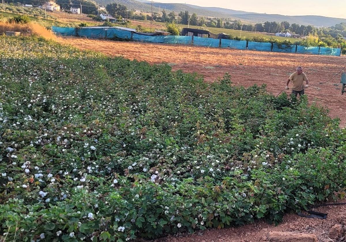 PLANTACIONES DE ALGODÓN EN ANDÚJAR.