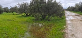LAS LLUVIAS SE HAN CEBADO CON EL OLIVAR Y LOS CAMINOS.
