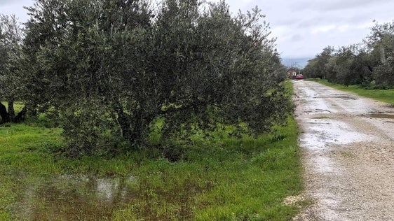 El último temporal provoca que algunos olivares de la zona no cuajen de una forma óptima