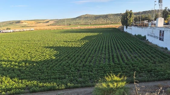 Asaja señala que el cultivo de algodón pierde fuelle