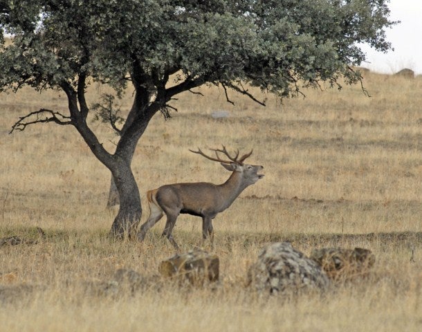 La berrea en el Parque Natural Sierra de Andújar, un espectáculo sin parangón