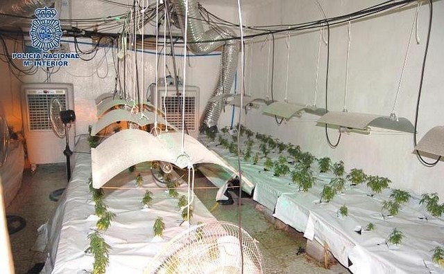 Desmantelado en Andújar un sofisticado laboratorio de secado con más de 900 plantas de marihuana