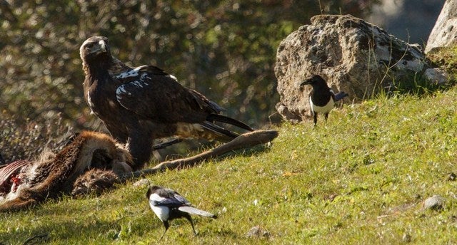 Baja la caza furtiva en el parque natural y suben los ejemplares en peligro de extinción