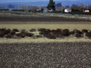 La gallina y el huevo