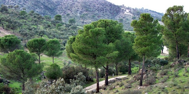 Asomado a la sierra