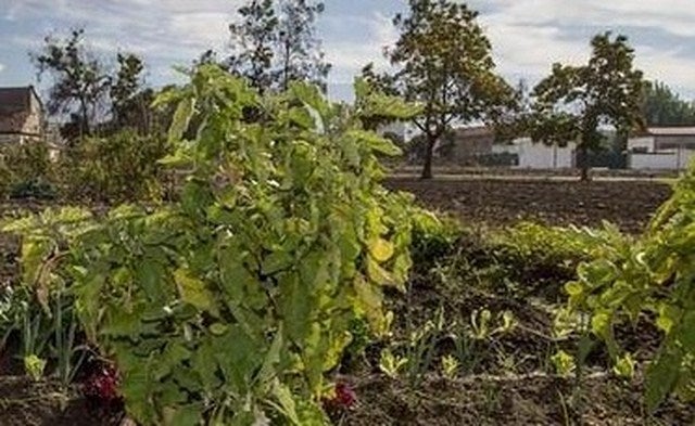 El PA califica de bochornoso el papel del concejal de Desarrollo Local respecto a los huertos sociales