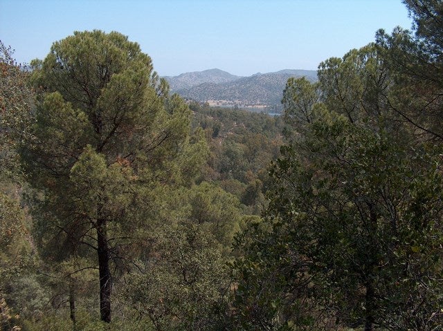 El silencio de los pinos